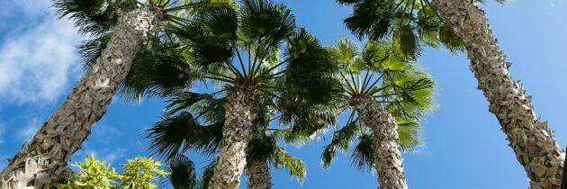 Flyt skolebænken til San Agustín, Gran Canaria 2026